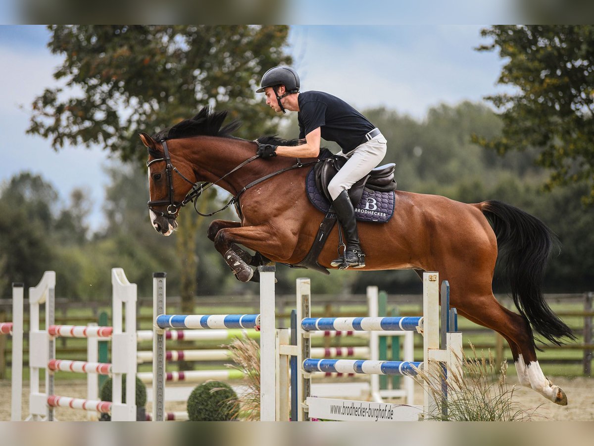 Hanoverian Gelding 7 years 16,3 hh Brown in Riedstadt