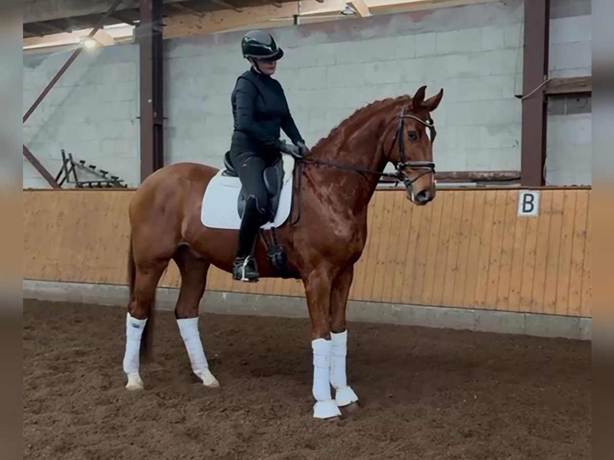 Hanoverian Gelding 7 years 16,3 hh Chestnut-Red in Selsingen