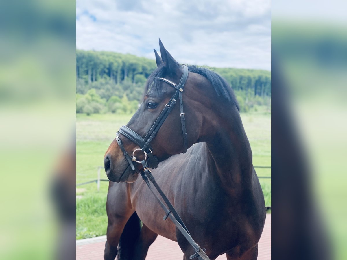 Hanoverian Gelding 7 years 16 hh Bay-Dark in Dresden Innere Altstadt