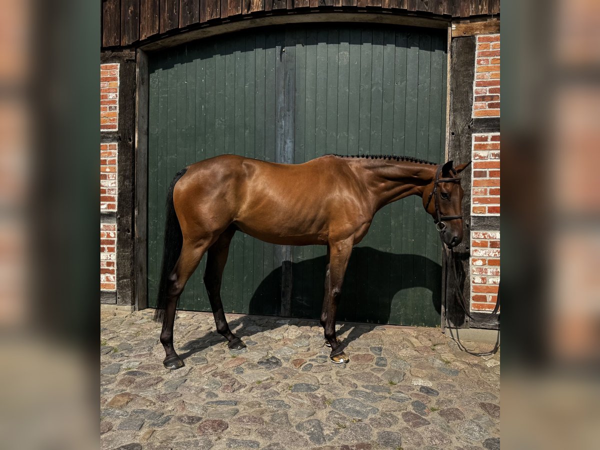 Hanoverian Gelding 7 years 16 hh Brown in Hanstedt