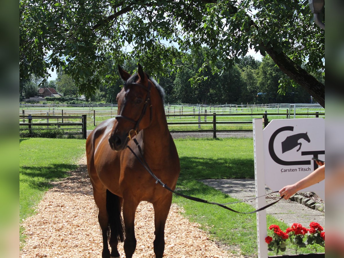 Hanoverian Gelding 7 years 16,1 hh Bay-Dark in Langlingen