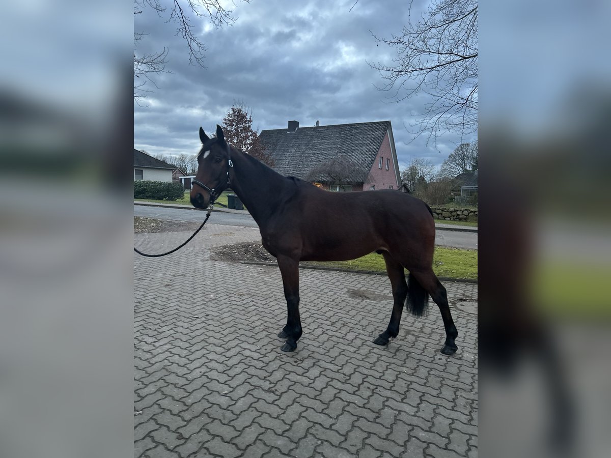 Hanoverian Gelding 7 years 16,1 hh Brown in Fredenbeck