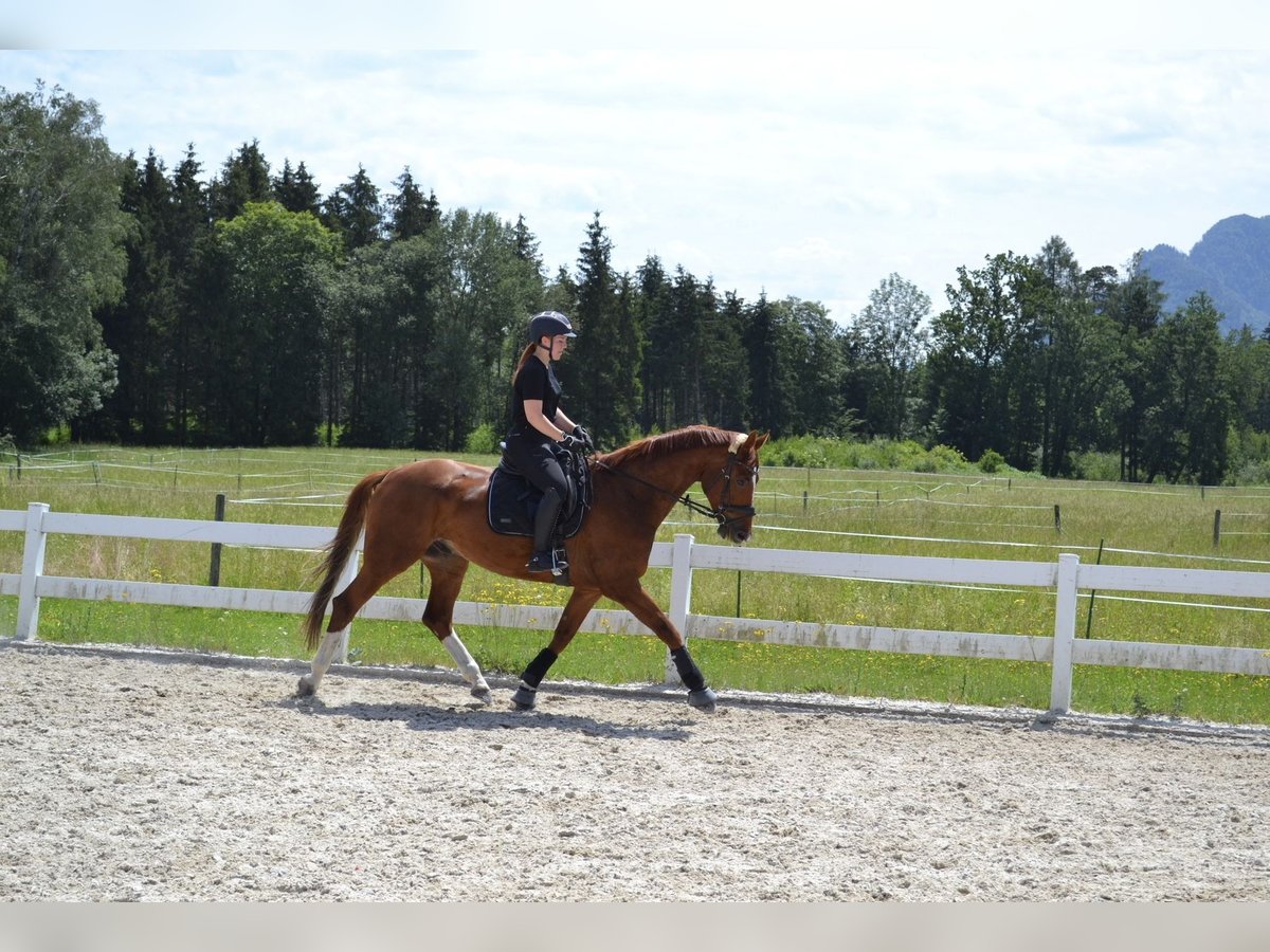 Hanoverian Gelding 7 years 16,1 hh Chestnut-Red in Kuchl