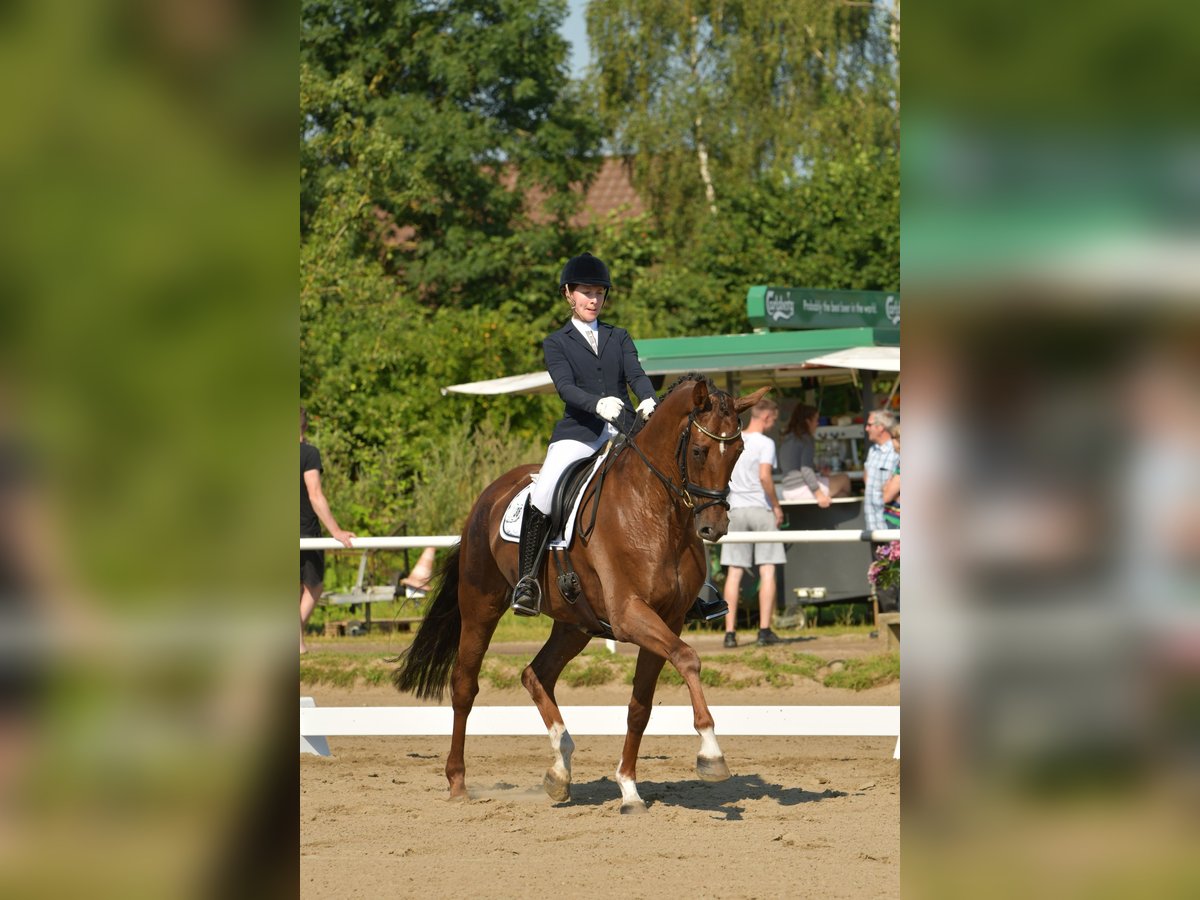 Hanoverian Gelding 7 years 16,2 hh Chestnut in Sittensen