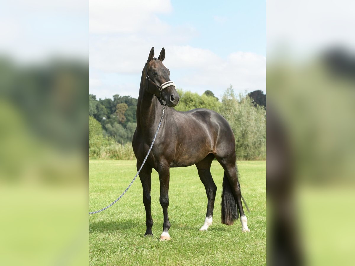 Hanoverian Gelding 7 years 16,2 hh Smoky-Black in Reinbek