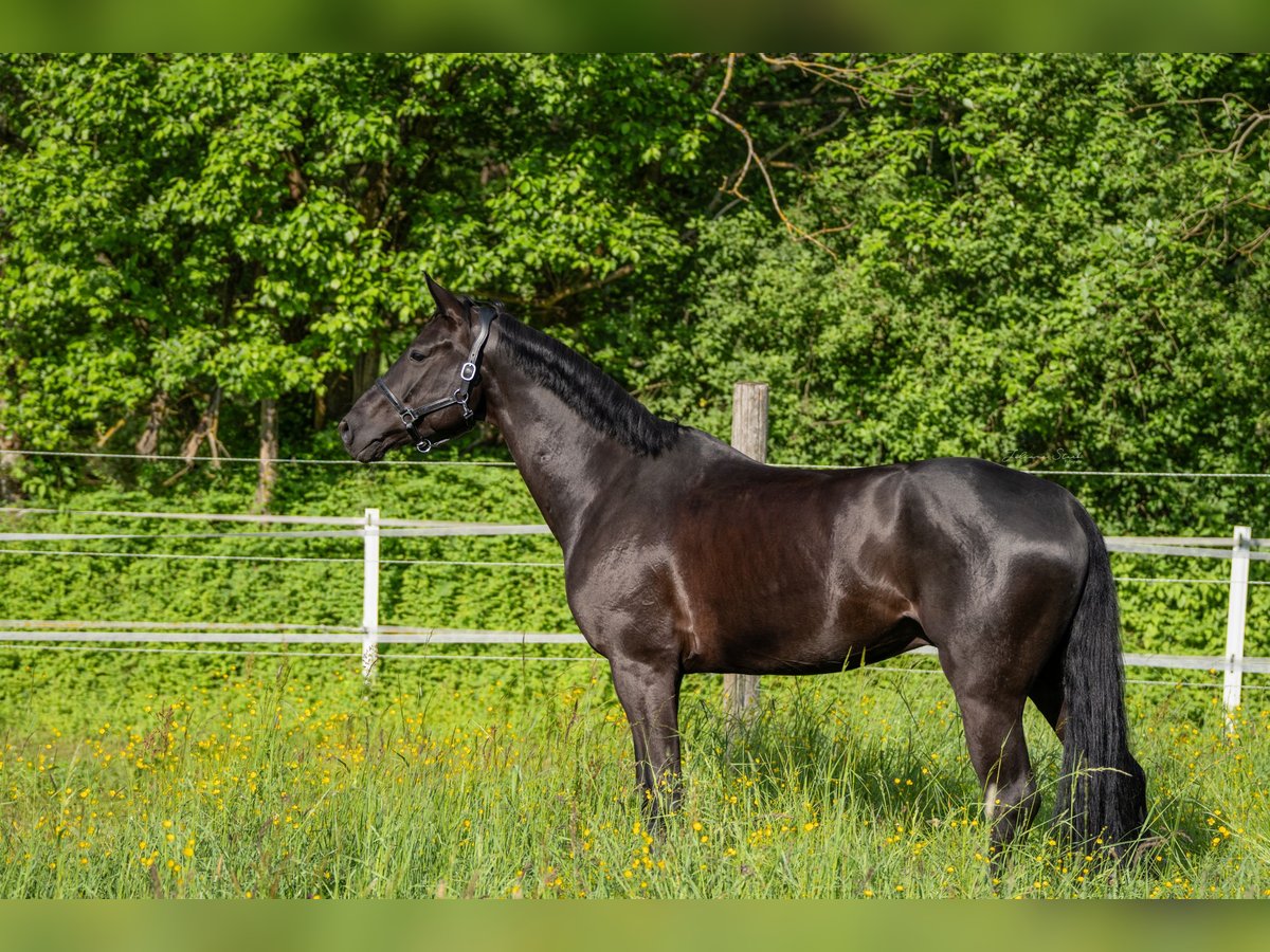 Hanoverian Gelding 7 years 16,3 hh Black in Remshalden