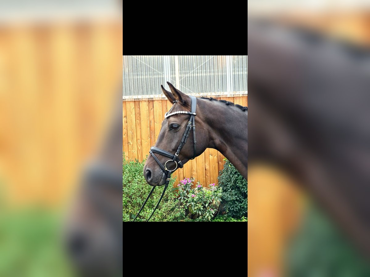 Hanoverian Gelding 7 years 16,3 hh Brown in Stoetze