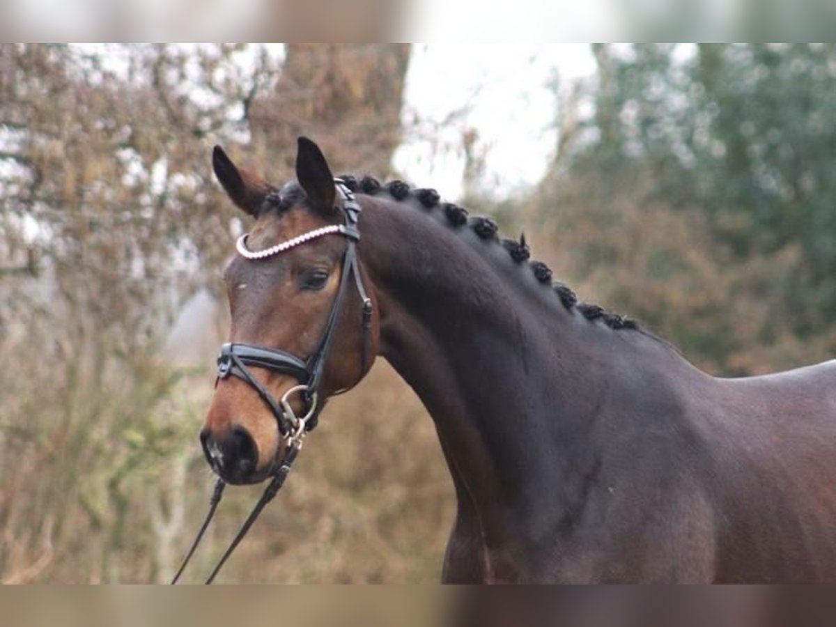 Hanoverian Gelding 7 years 16,3 hh Brown in Löningen