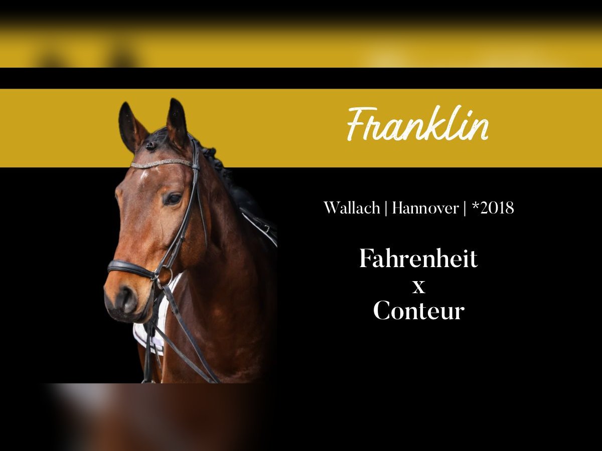Hanoverian Gelding 7 years 16,3 hh Brown in Roßdorf