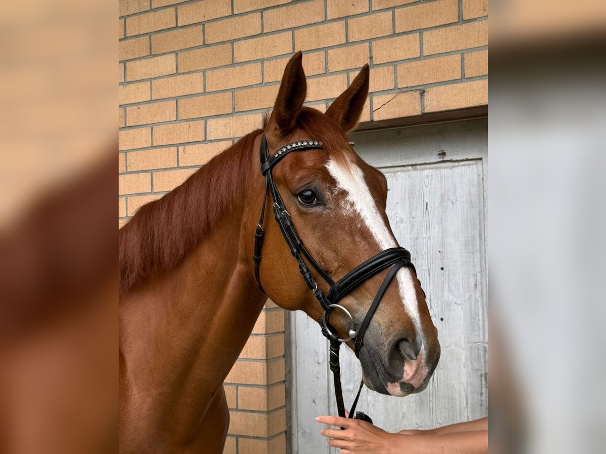 Hanoverian Gelding 7 years 16,3 hh Chestnut-Red in R&#xFC;egsauschachen
