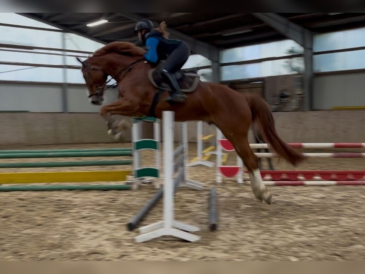 Hanoverian Gelding 7 years 17,1 hh Chestnut-Red in Sottrum