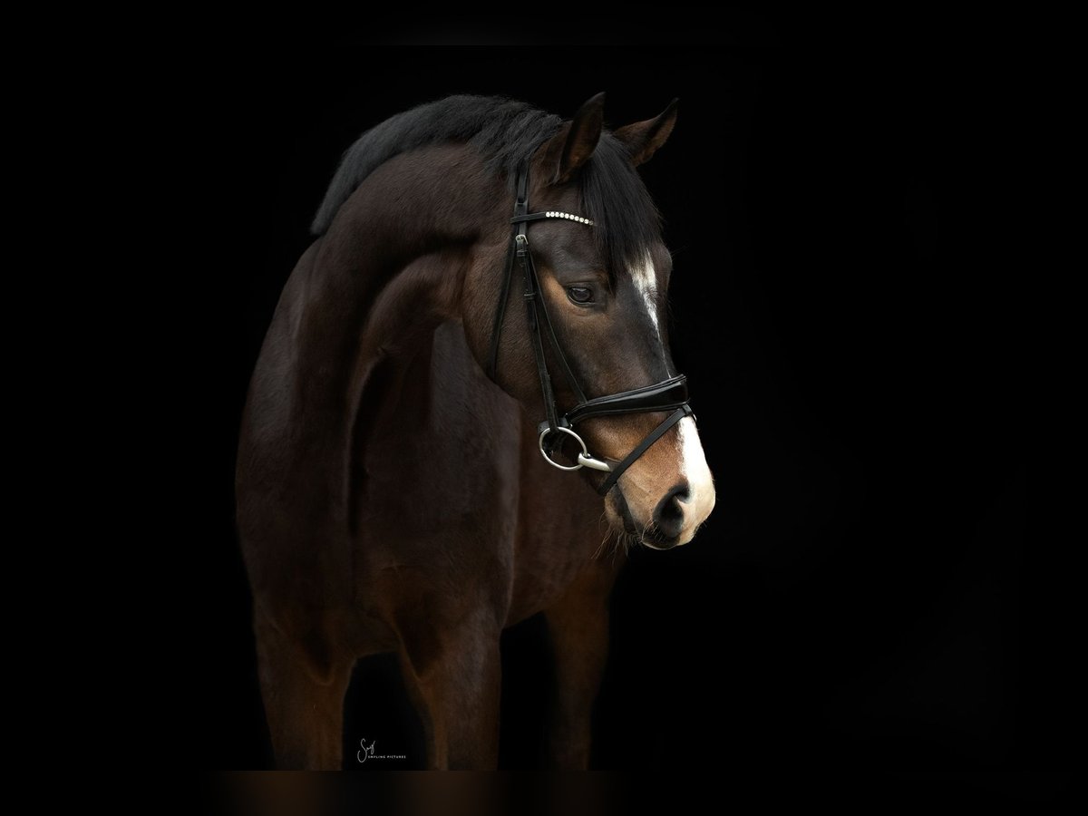 Hanoverian Gelding 7 years 17,2 hh Bay-Dark in Viersen