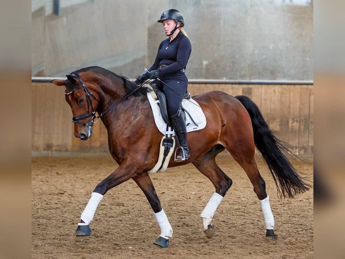 Hanoverian Gelding 7 years 17,2 hh Brown in Hannover