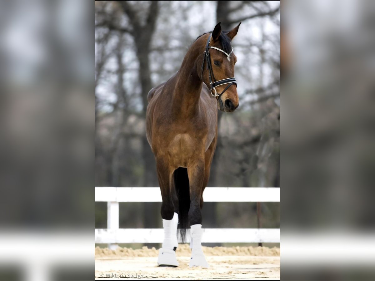 Hanoverian Gelding 7 years 17 hh Bay in Szczecin Hanoverian Gelding 7 years 17 hh Bay in Szczecin