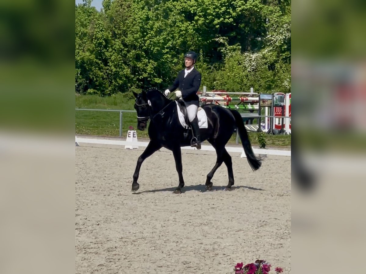 Hanoverian Gelding 7 years 17 hh Black in Sehnde