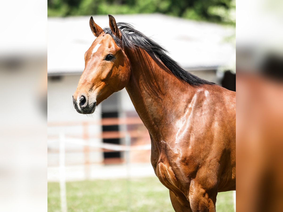 Hanoverian Gelding 7 years 17 hh Brown in Memmingen