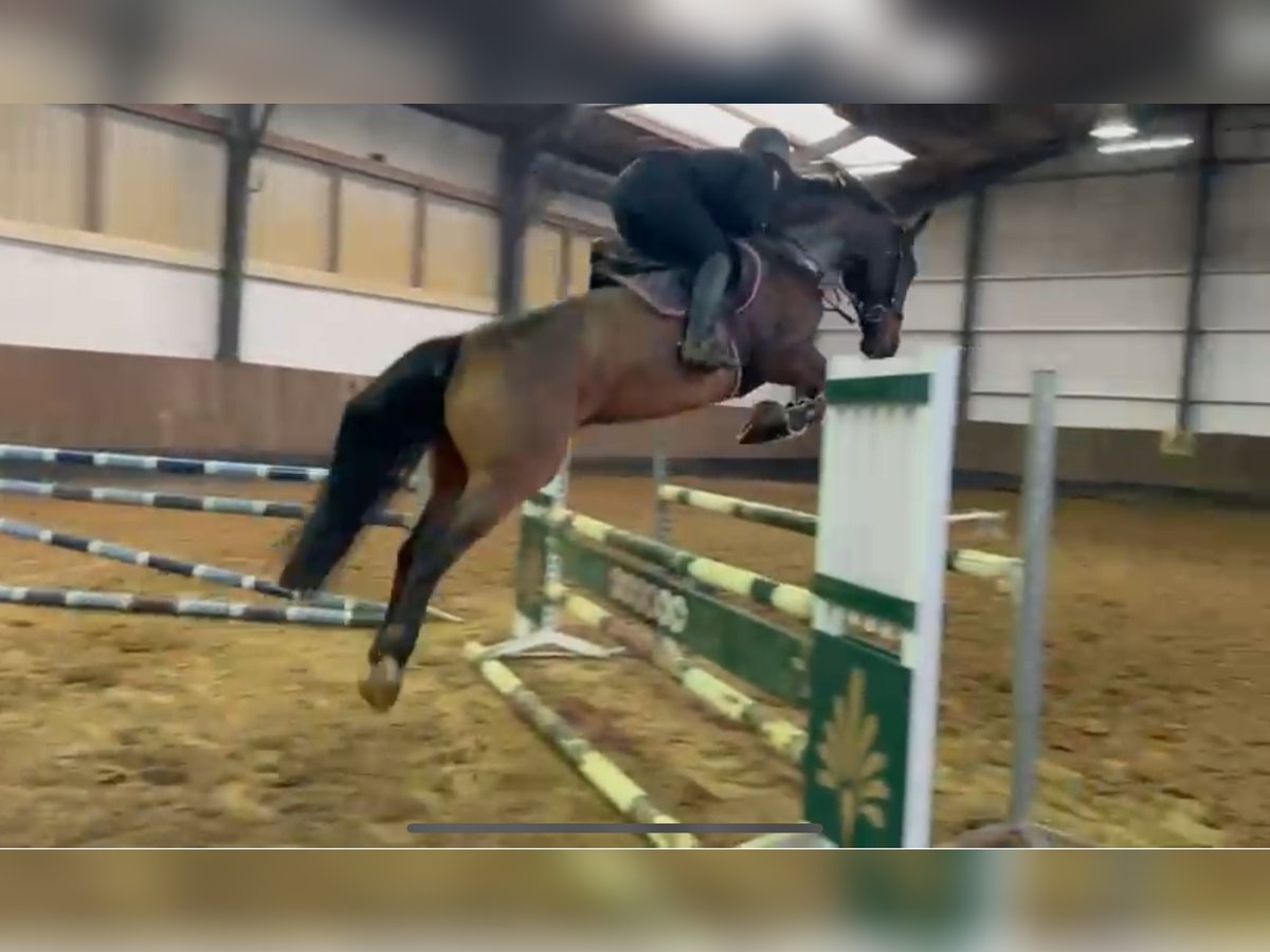 Hanoverian Gelding 7 years 17 hh Brown in Siedenburg