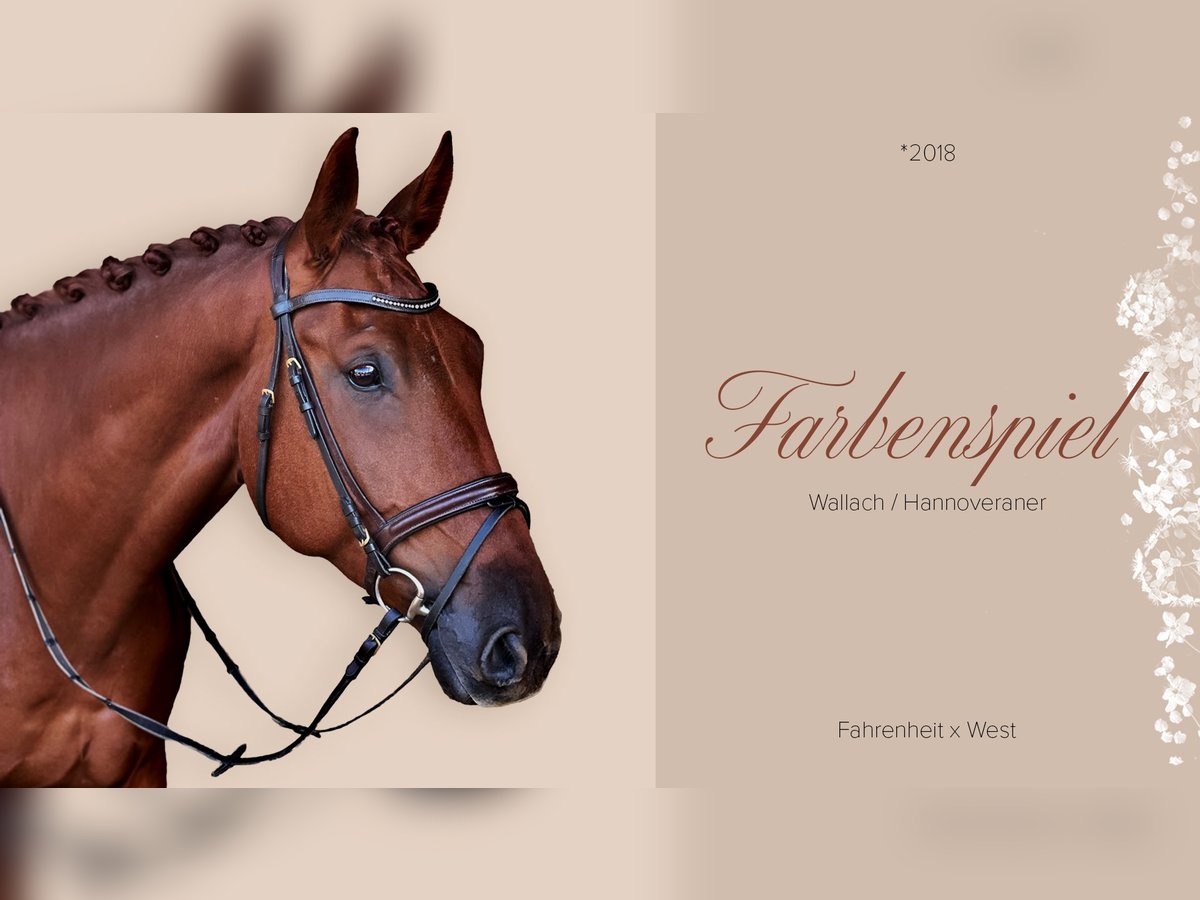 Hanoverian Gelding 7 years 17 hh Chestnut in Ro&#xDF;dorf