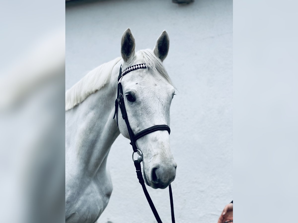 Hanoverian Gelding 7 years 17 hh Gray in Gablingen