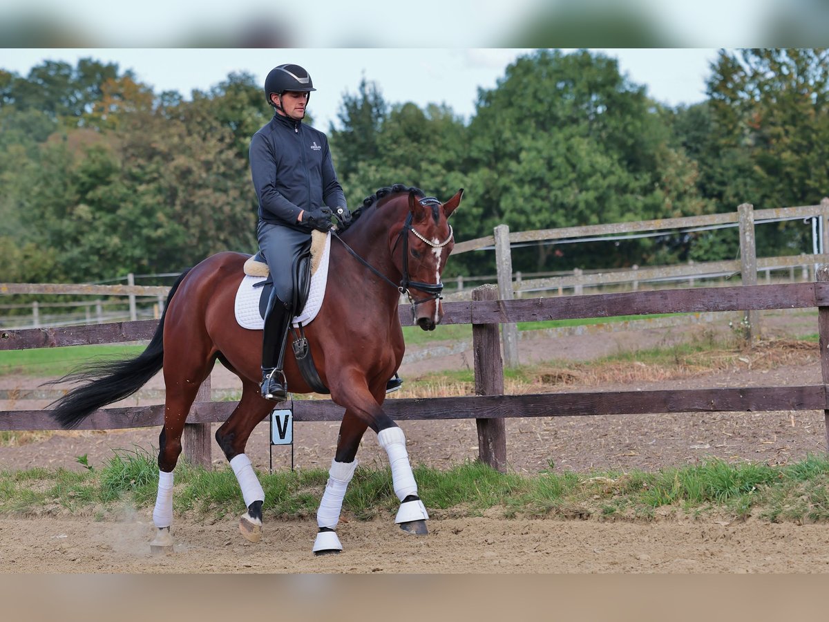 Hanoverian Gelding 7 years 17,1 hh Brown in Greven