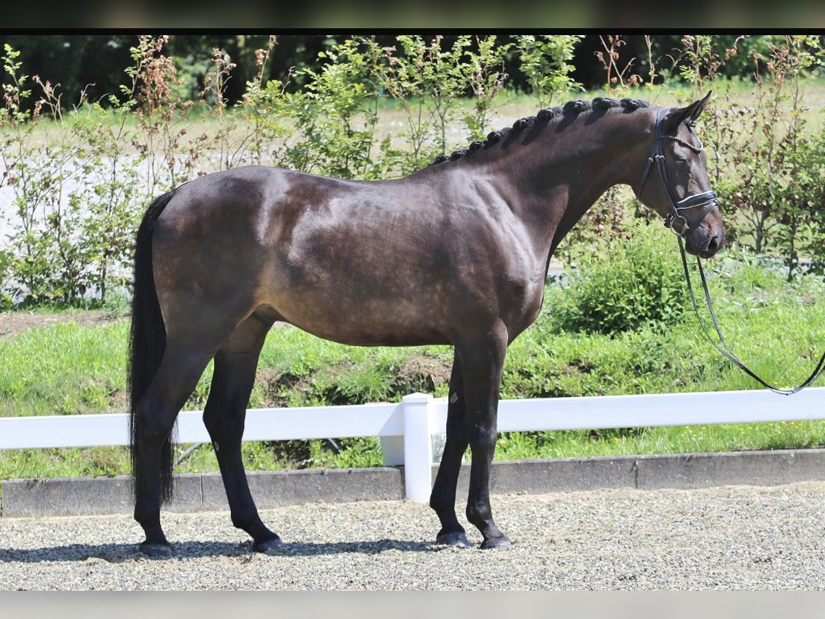 Hanoverian Gelding 7 years 17,1 hh Smoky-Black in Dorsten