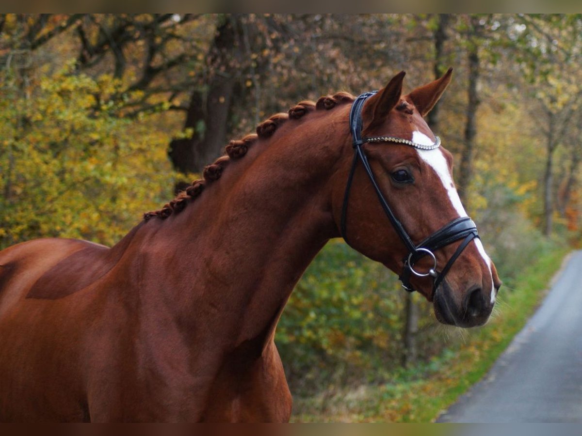 Hanoverian Gelding 7 years 17,2 hh Chestnut-Red in Gleichen
