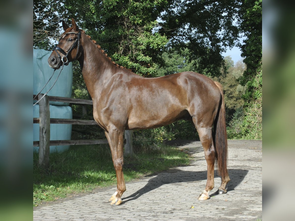 Hanoverian Gelding 7 years 18 hh Chestnut-Red in Osterholz-Scharmbeck