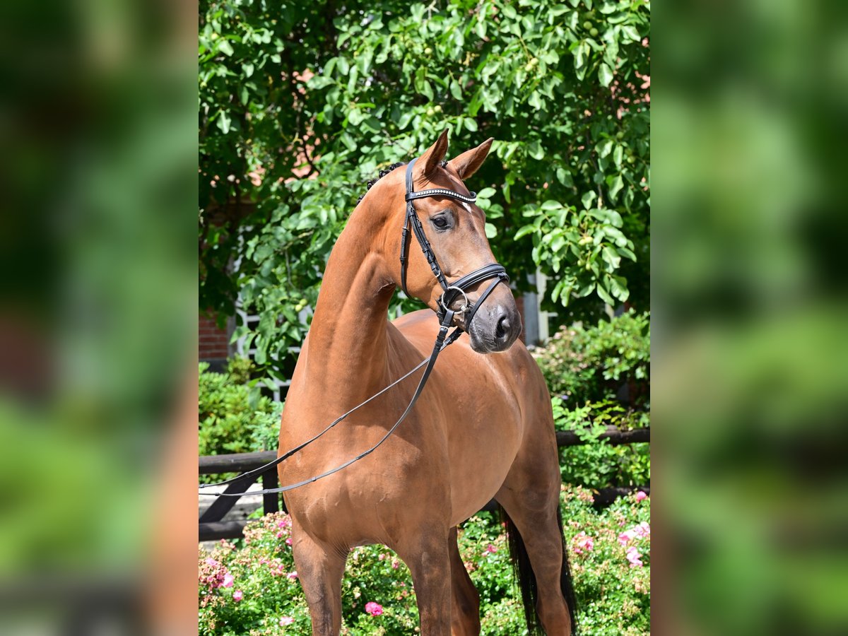 Hanoverian Gelding 7 years Chestnut-Red in Bad Bevensen
