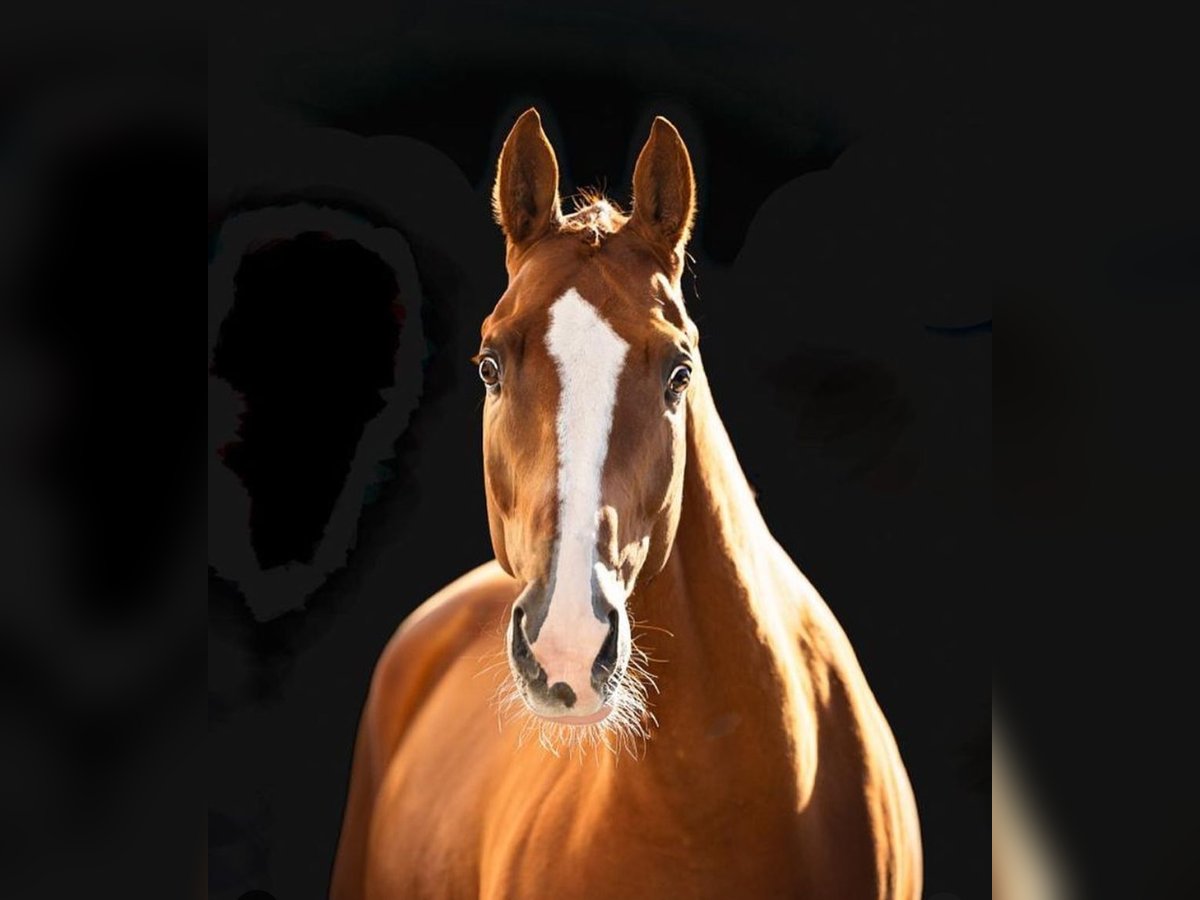 Hanoverian Gelding 7 years Chestnut-Red in Bad Bevensen