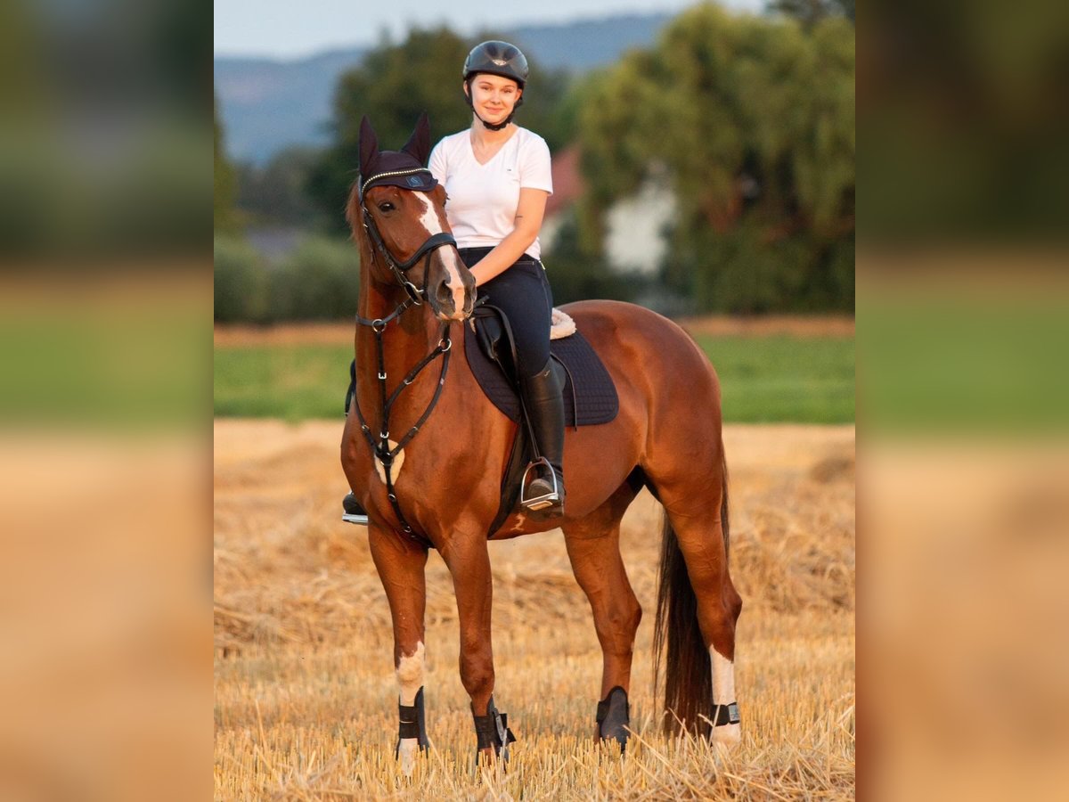 Hanoverian Gelding 7 years in Preußisch Oldendorf