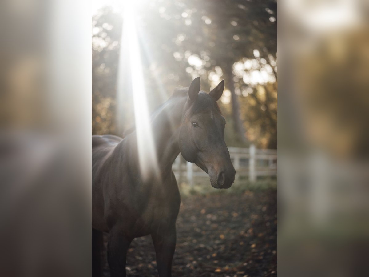 Hanoverian Gelding 8 years 16,1 hh Brown in Bielefeld