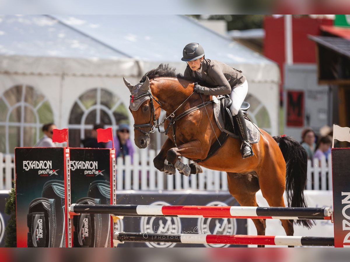 Hanoverian Gelding 8 years 16,1 hh Brown in Porta Westfalica