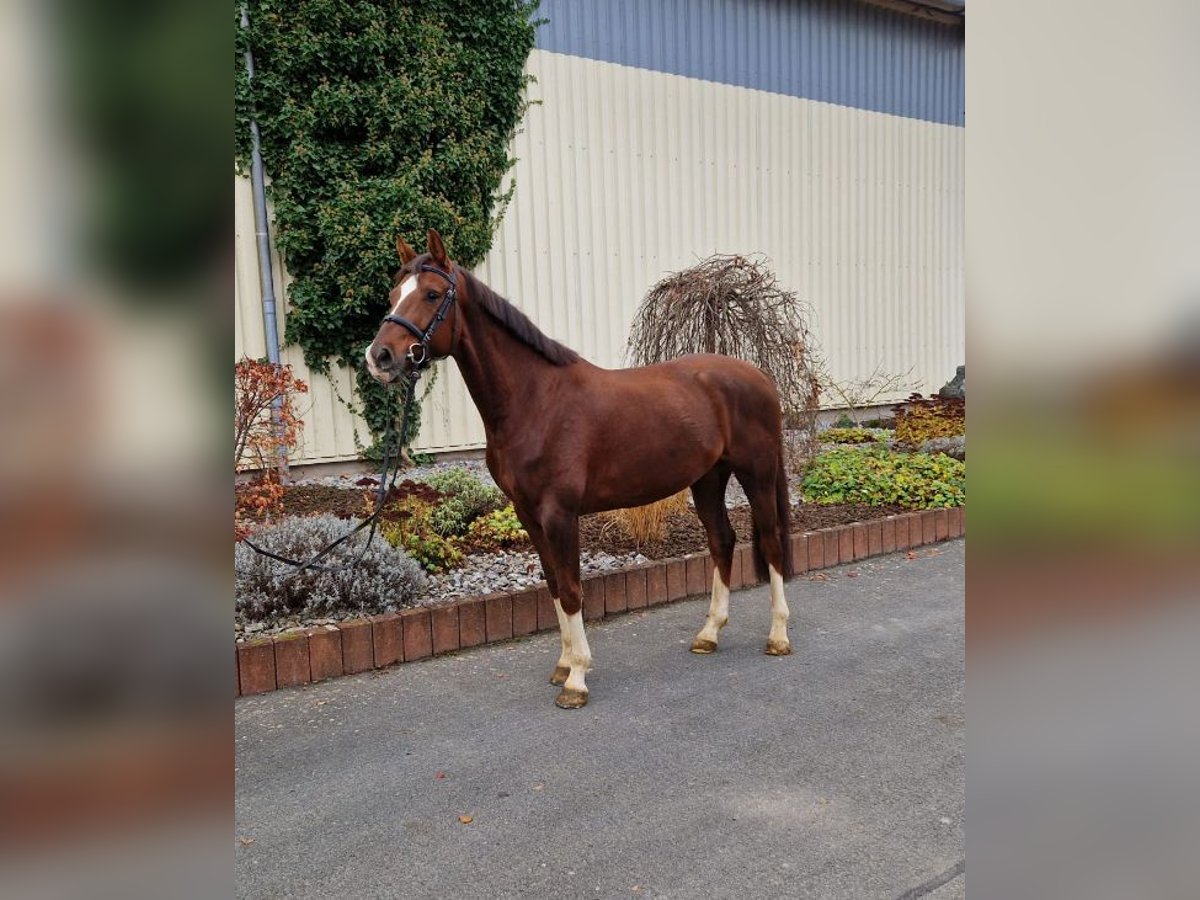 Hanoverian Gelding 8 years 16,1 hh Chestnut-Red in Leinefelde OT Birkungen