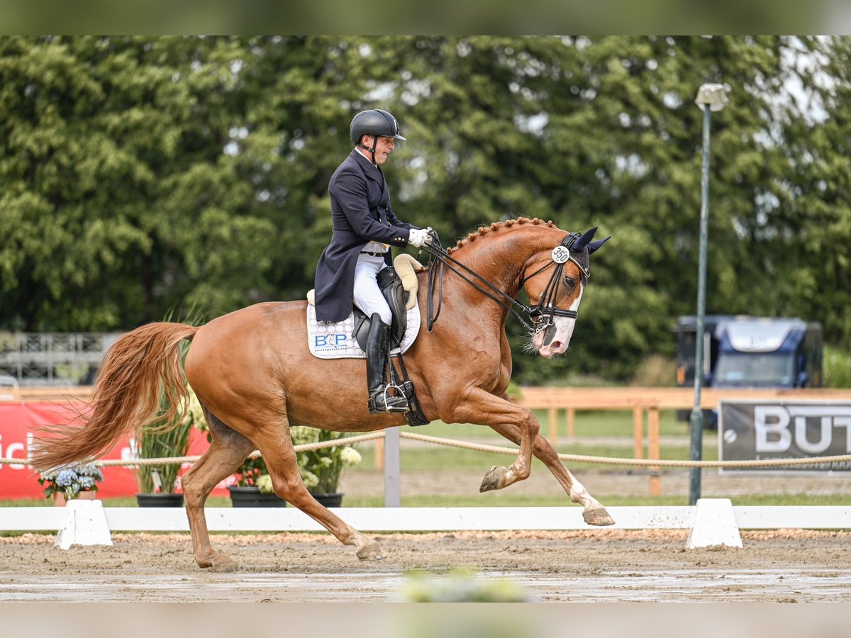 Hanoverian Gelding 8 years 16,2 hh Chestnut-Red in Loxstedt