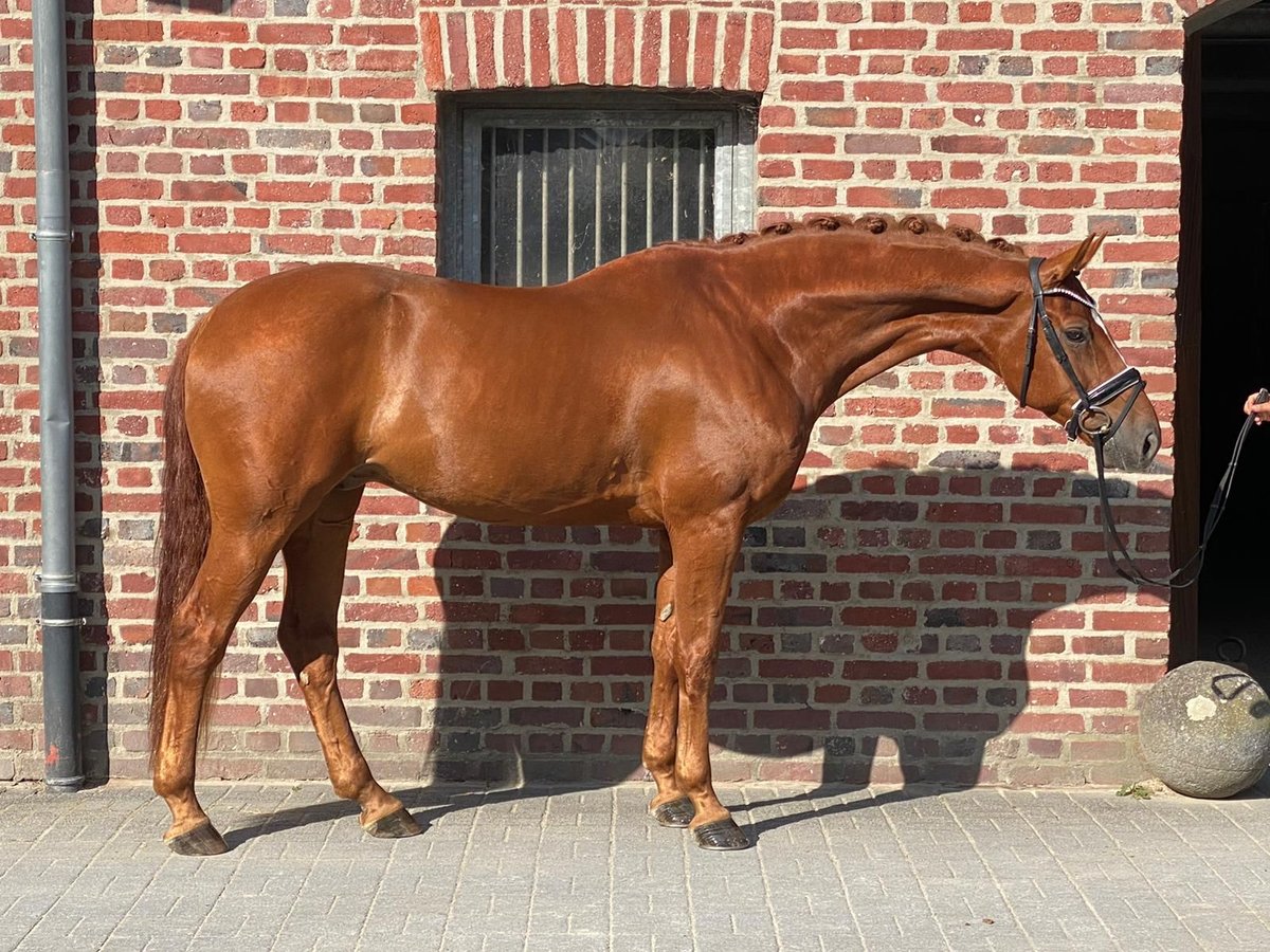Hanoverian Gelding 8 years 16,2 hh Chestnut-Red in Moers