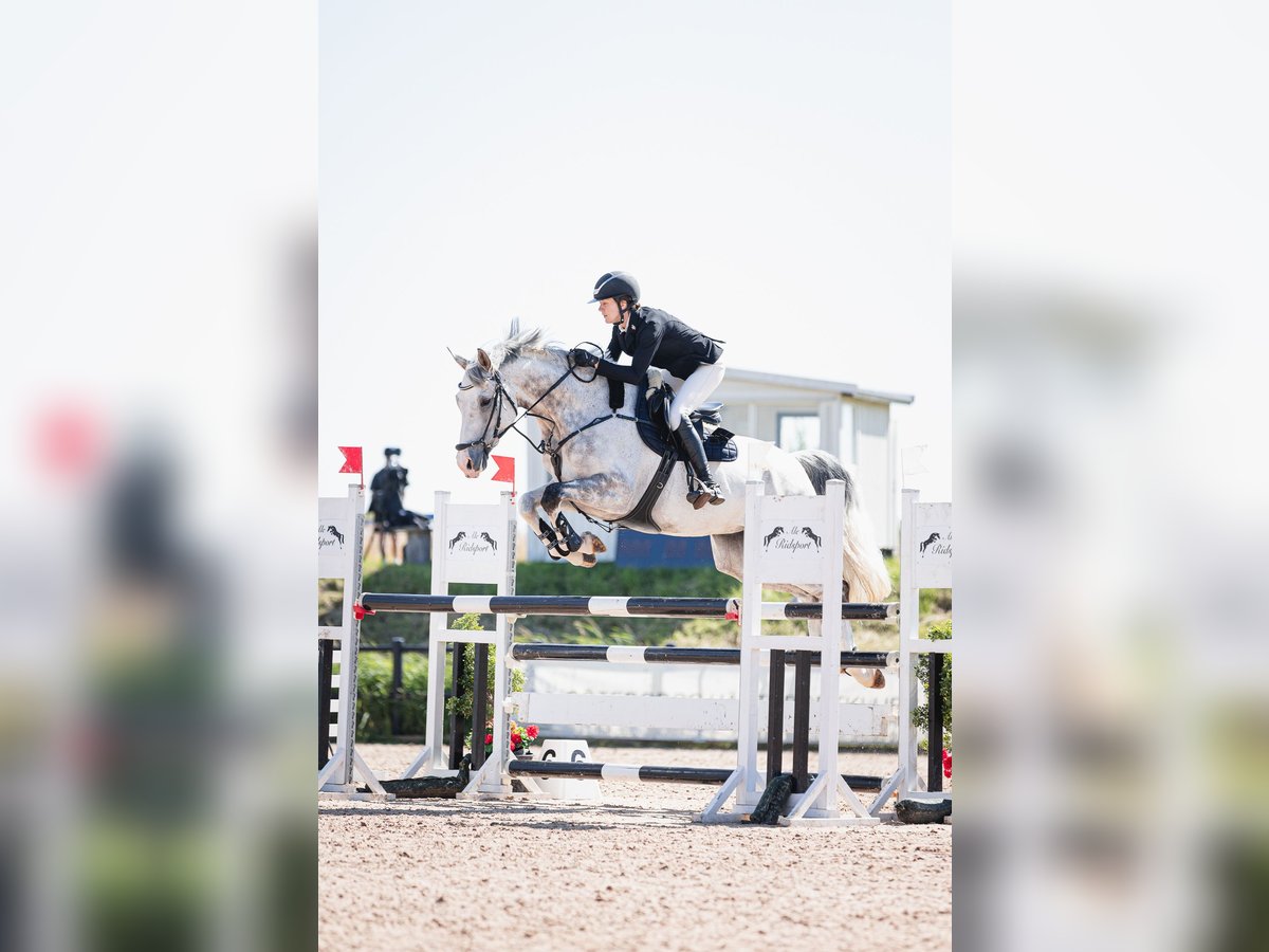 Hanoverian Gelding 8 years 16,2 hh in Gothenburg