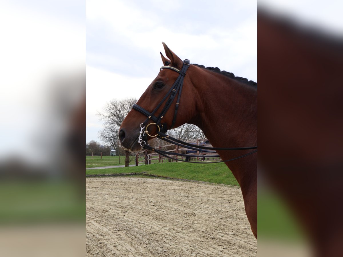 Hanoverian Gelding 8 years 16,3 hh Brown in Nottuln