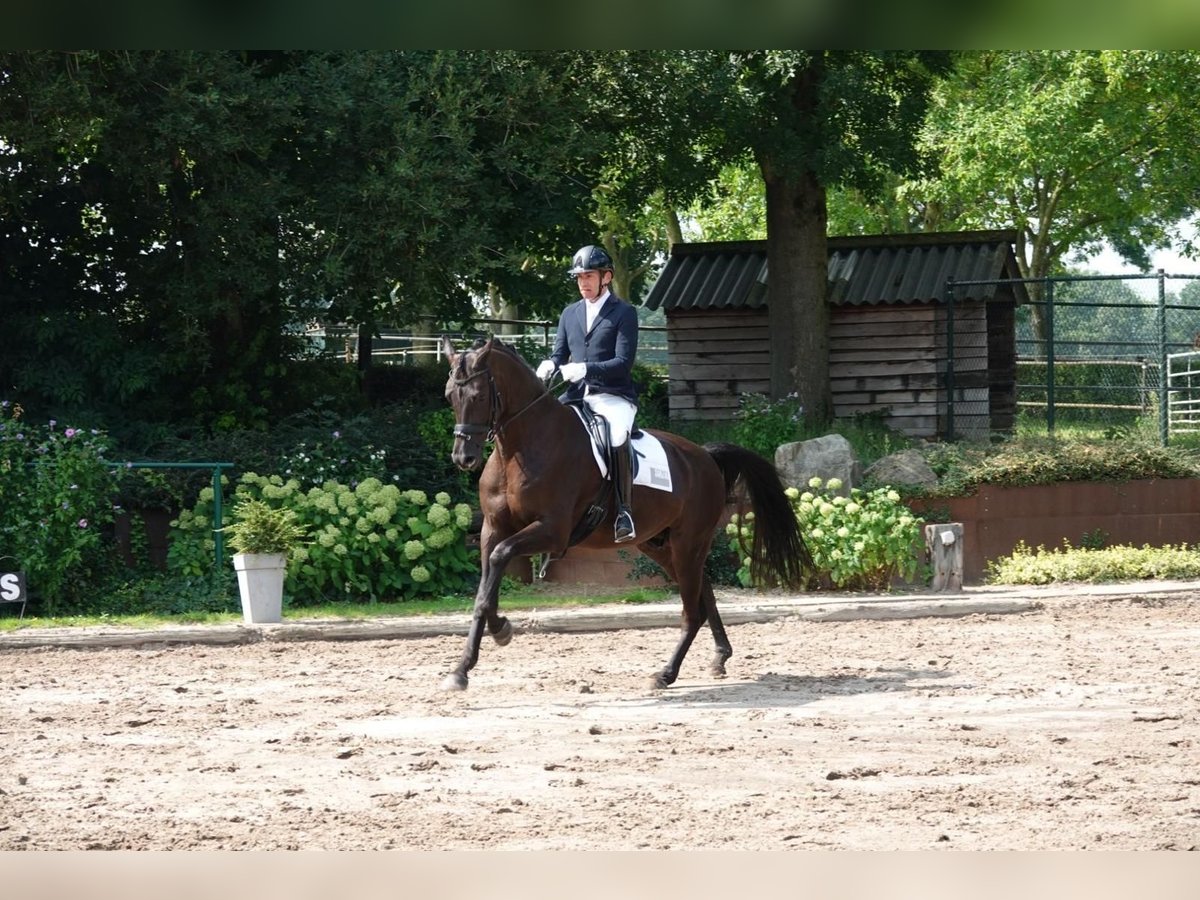 Hanoverian Gelding 8 years 16,3 hh in Puth