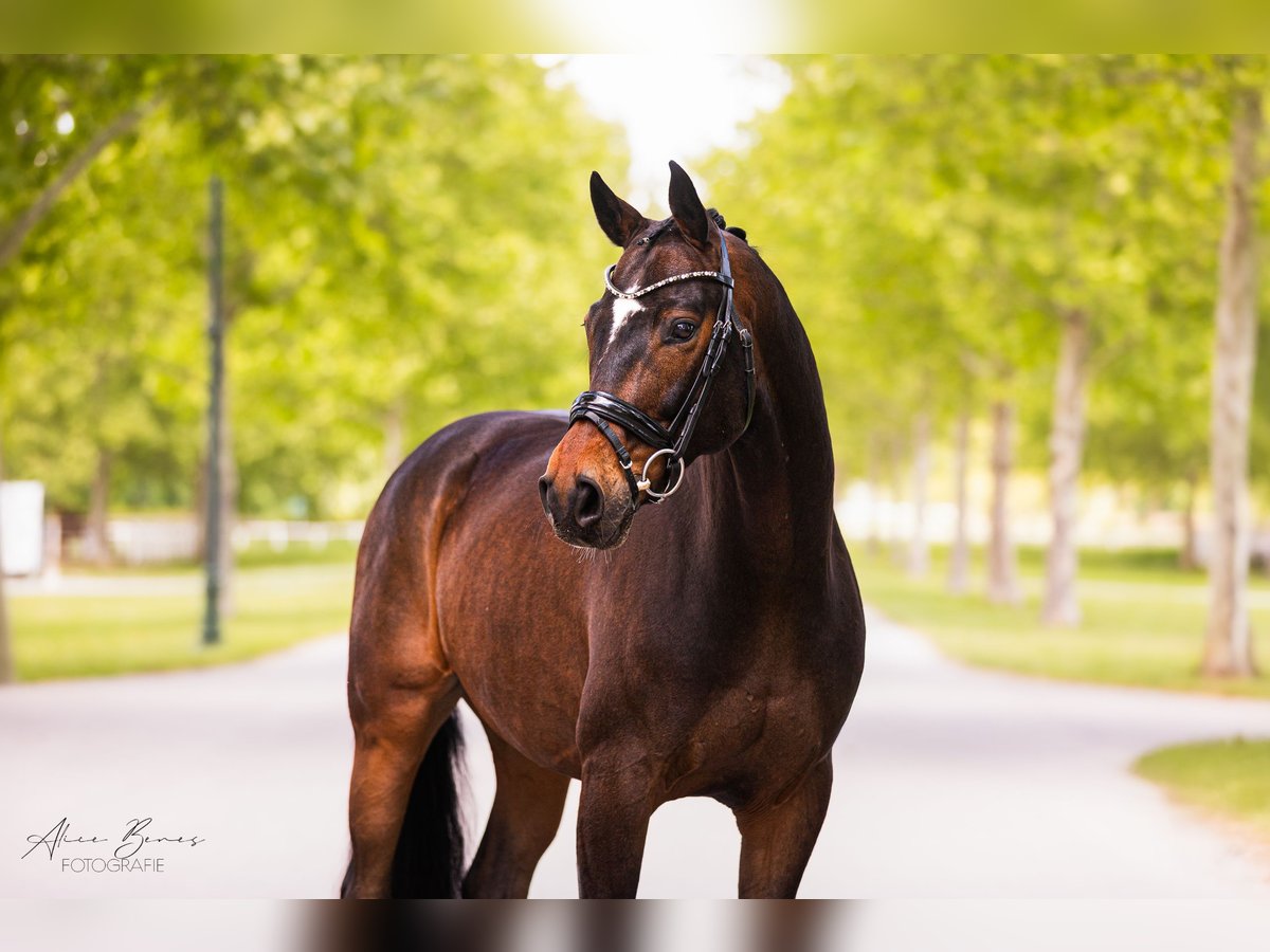 Hanoverian Gelding 8 years 16,1 hh Bay-Dark in Ebreichsdorf