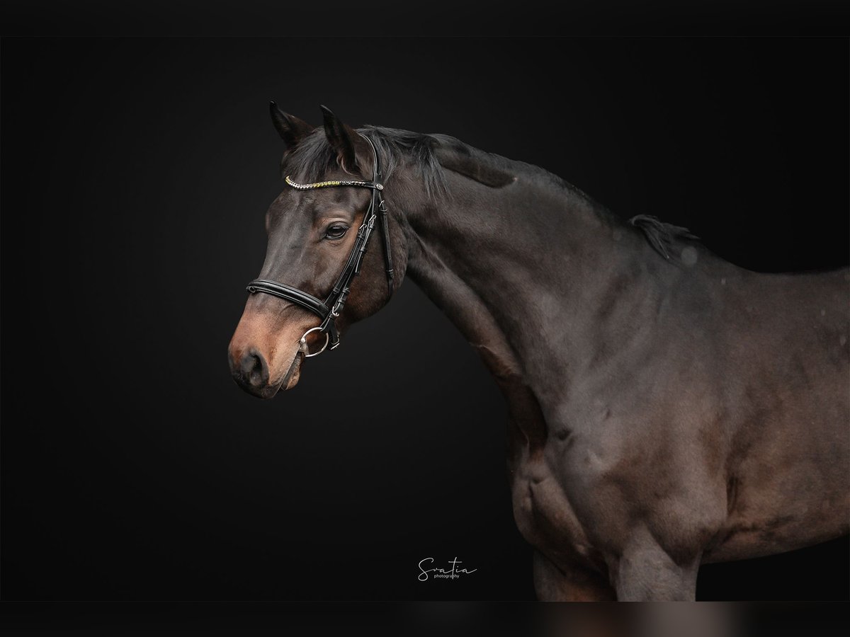 Hanoverian Gelding 8 years 16,1 hh Bay in Zduchovice