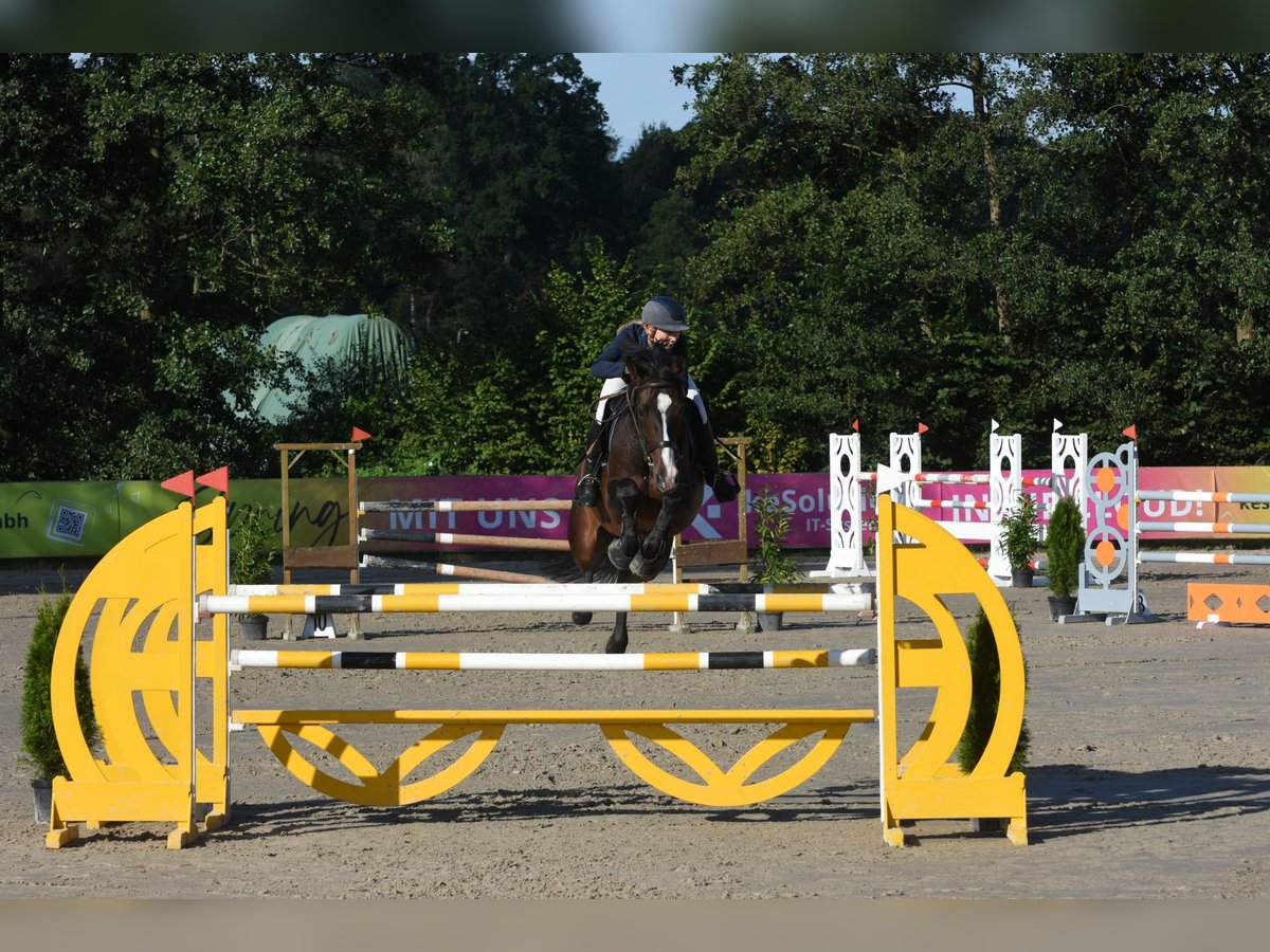 Hanoverian Gelding 8 years 16,2 hh Bay-Dark in Braunschweig