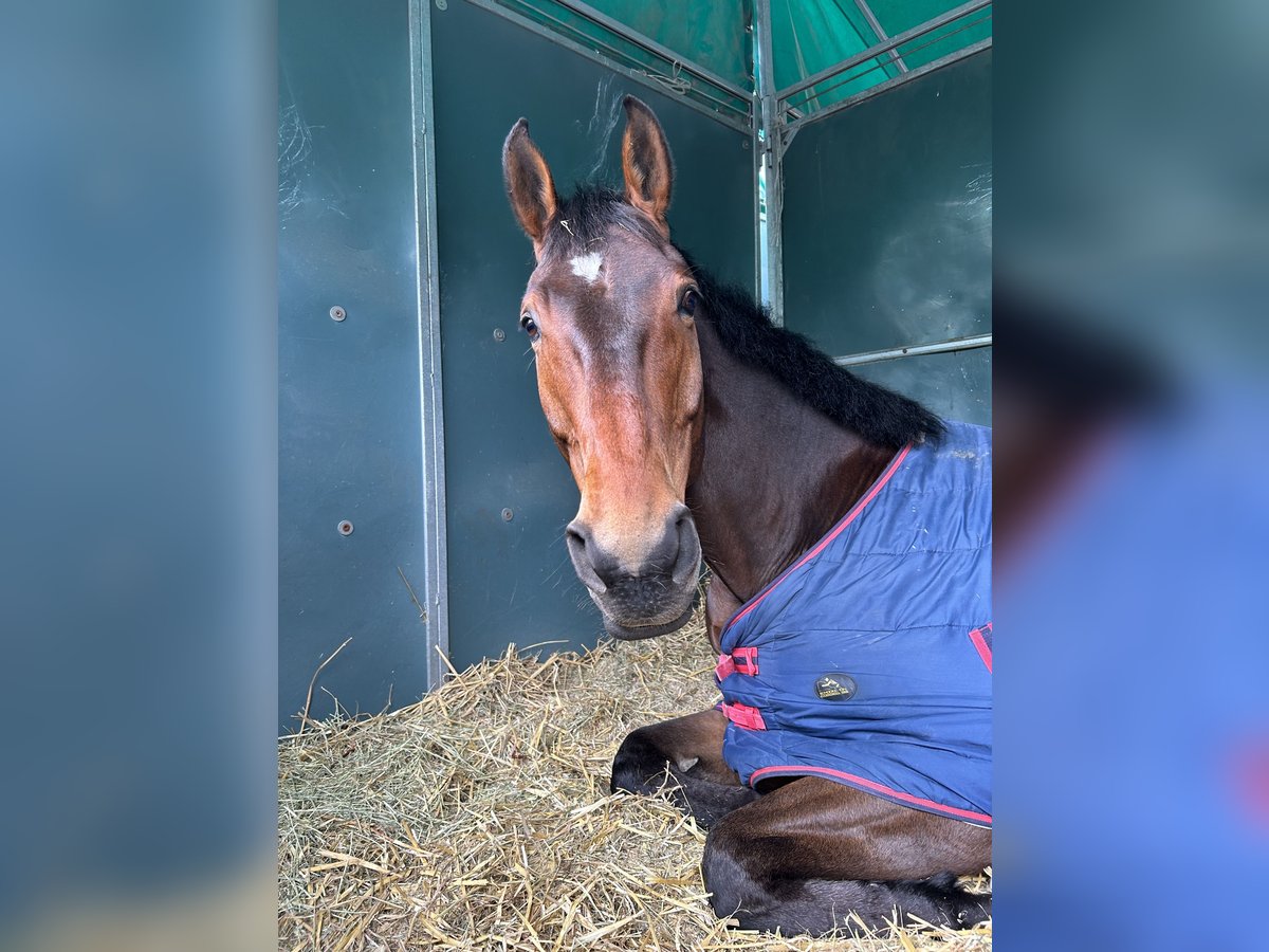 Hanoverian Gelding 8 years 16,2 hh Brown in Warendorf