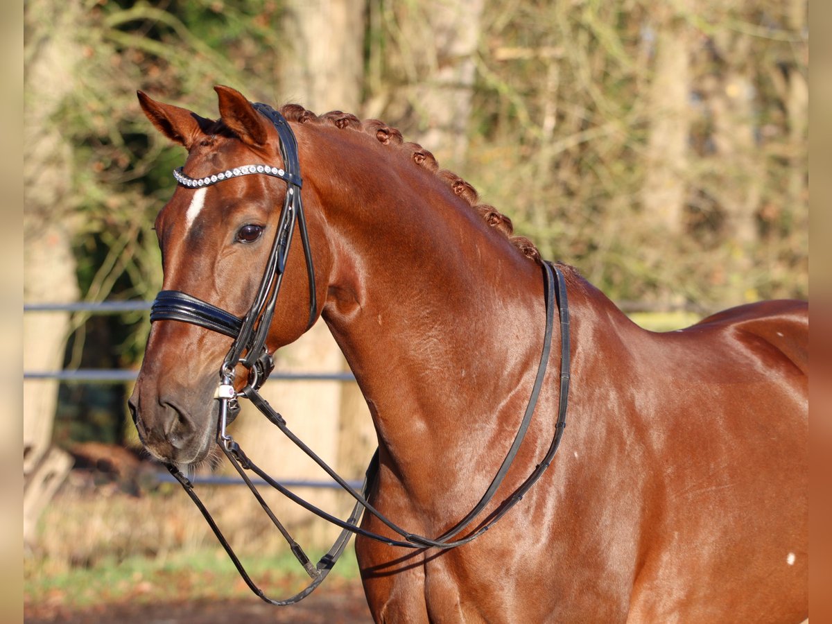 Hanoverian Gelding 8 years 16,2 hh Chestnut in Lienen