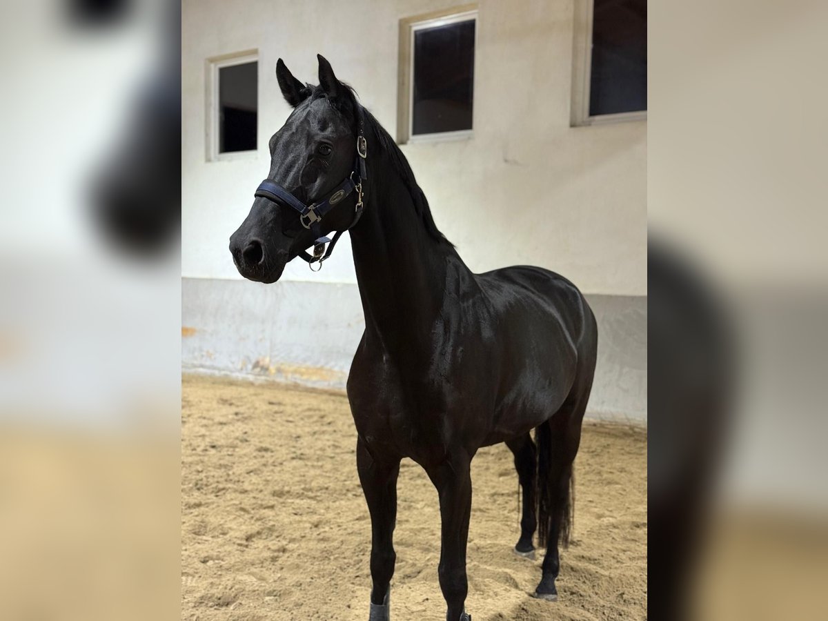 Hanoverian Gelding 8 years 16,3 hh Black in Utting am Ammersee Hanoverian Gelding 8 years 16,3 hh Black in Utting am Ammersee