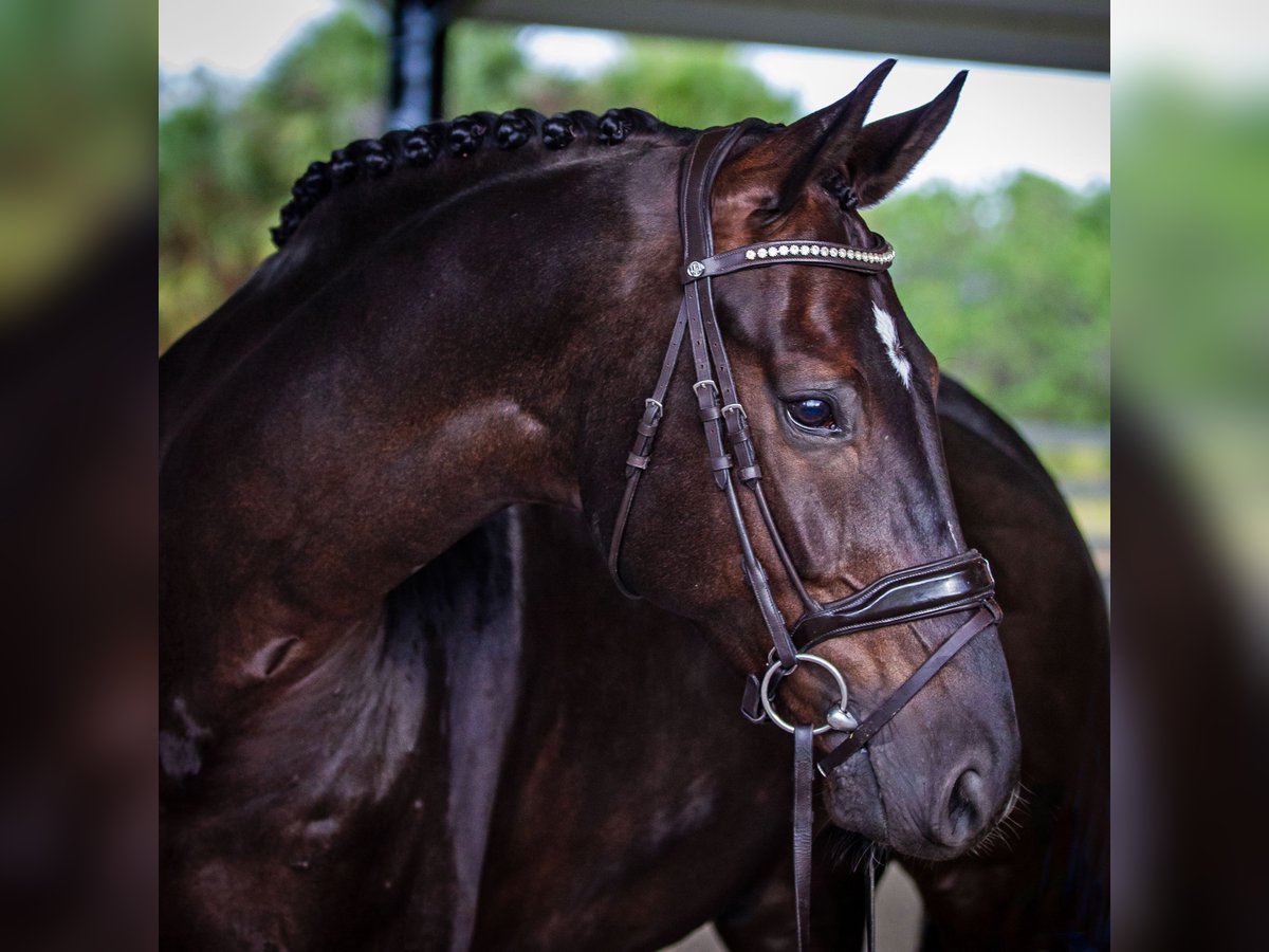 Hanoverian Gelding 8 years 16,3 hh Brown in Califon New Jersey