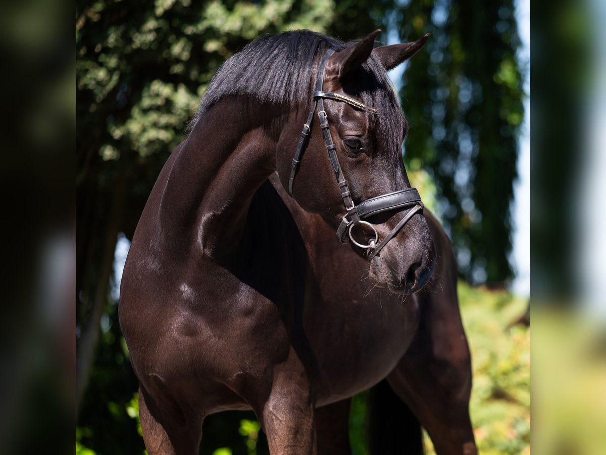 Hanoverian Gelding 8 years 16,3 hh Smoky-Black in Puth