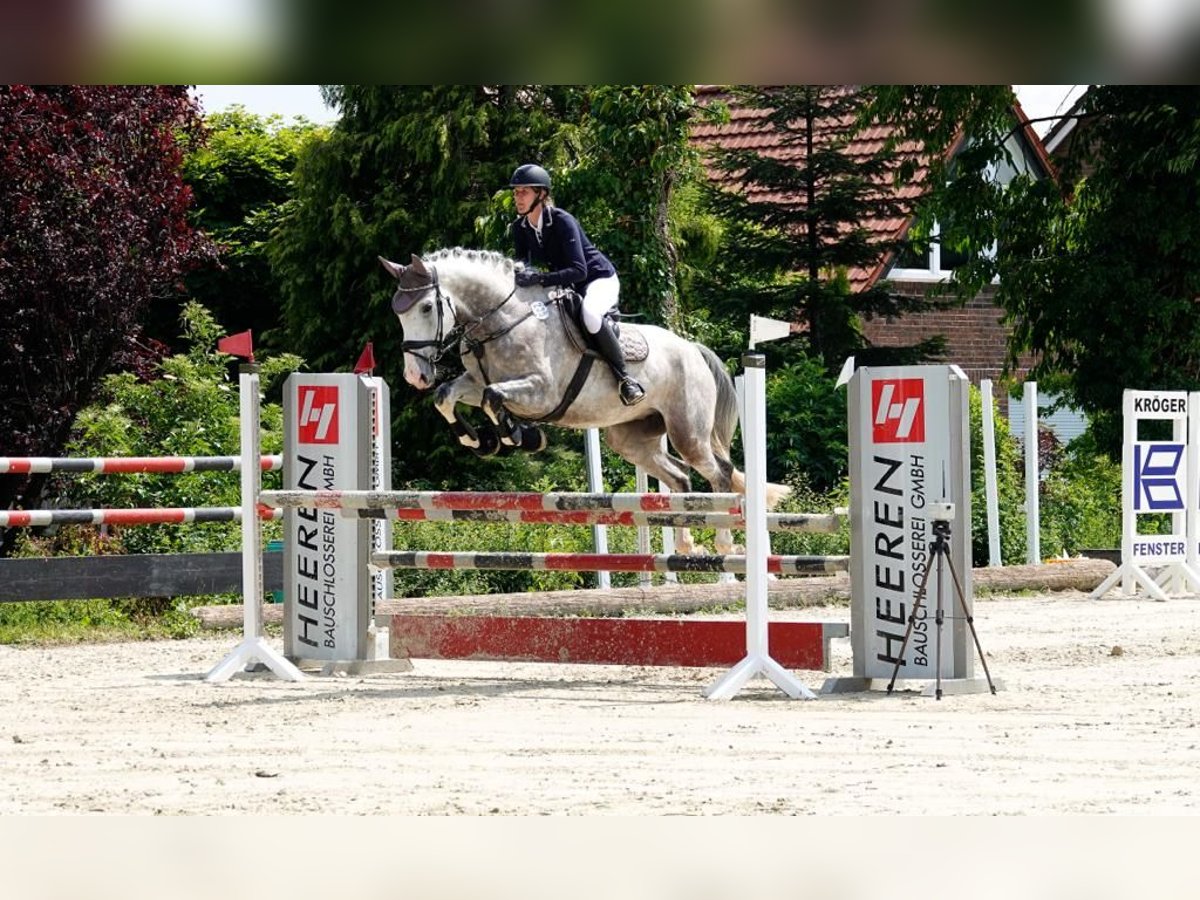 Hanoverian Gelding 8 years 17,1 hh Gray in Gladbeck