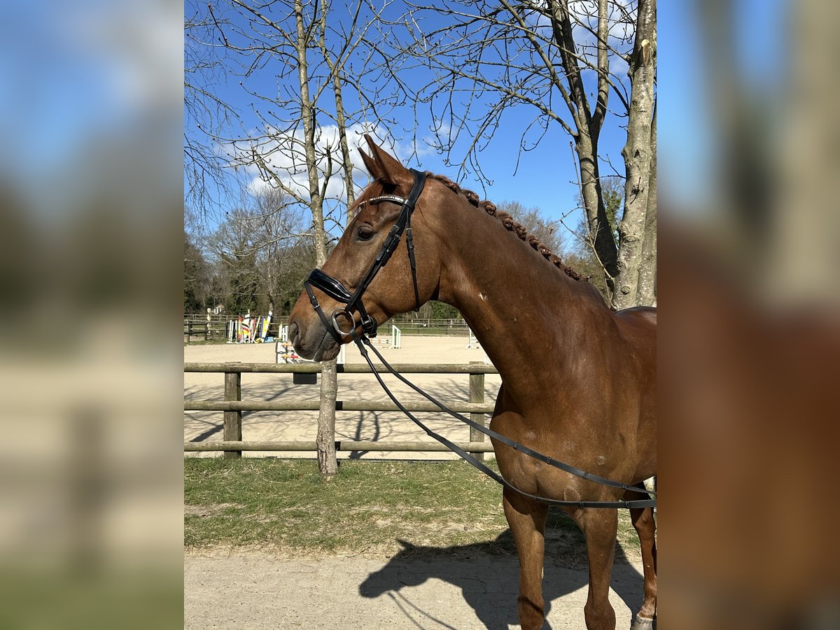 Hanoverian Gelding 8 years 17,2 hh Chestnut in Osterholz-Scharmbeck