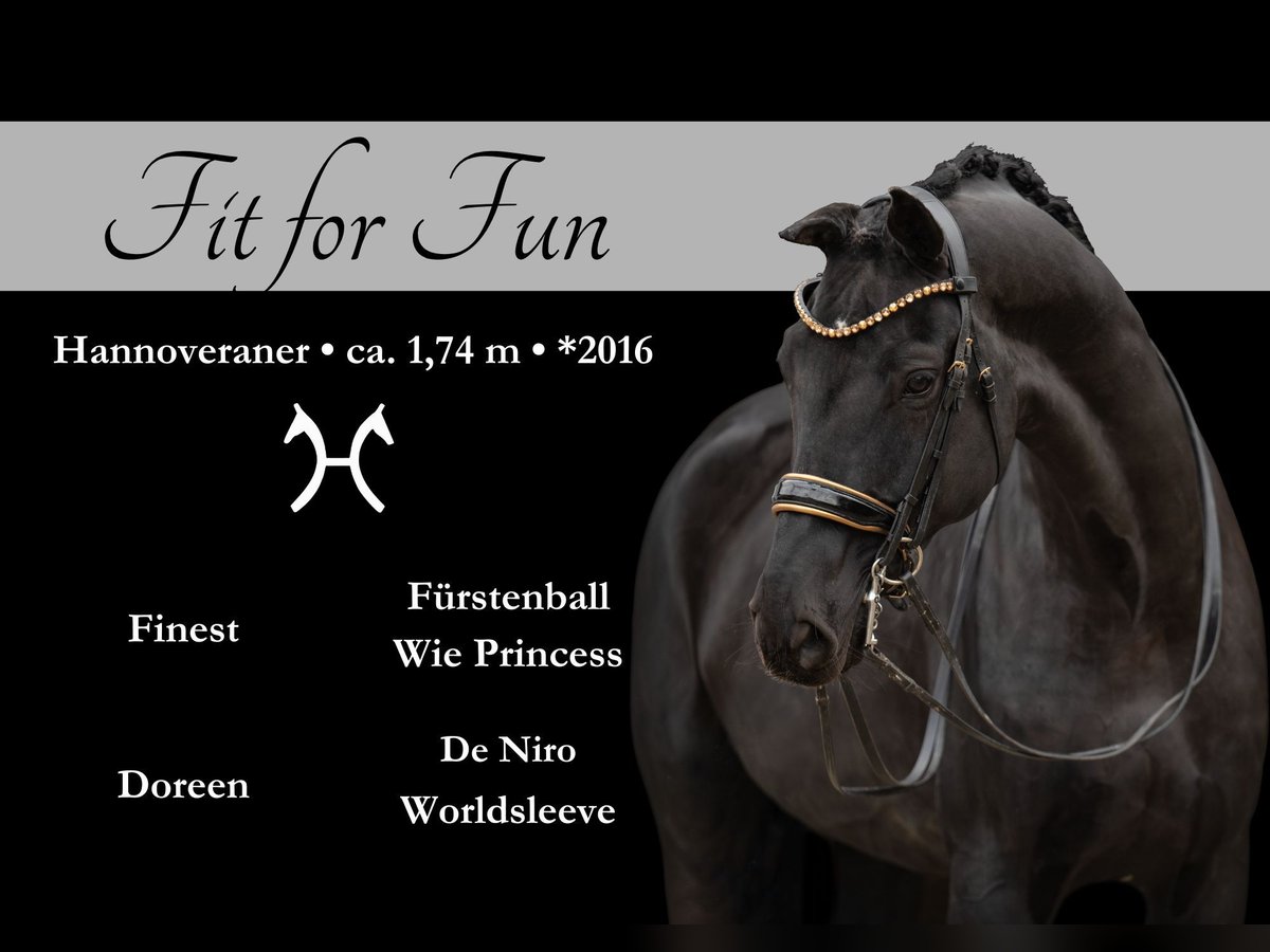 Hanoverian Gelding 8 years 17 hh Black in Wehringen