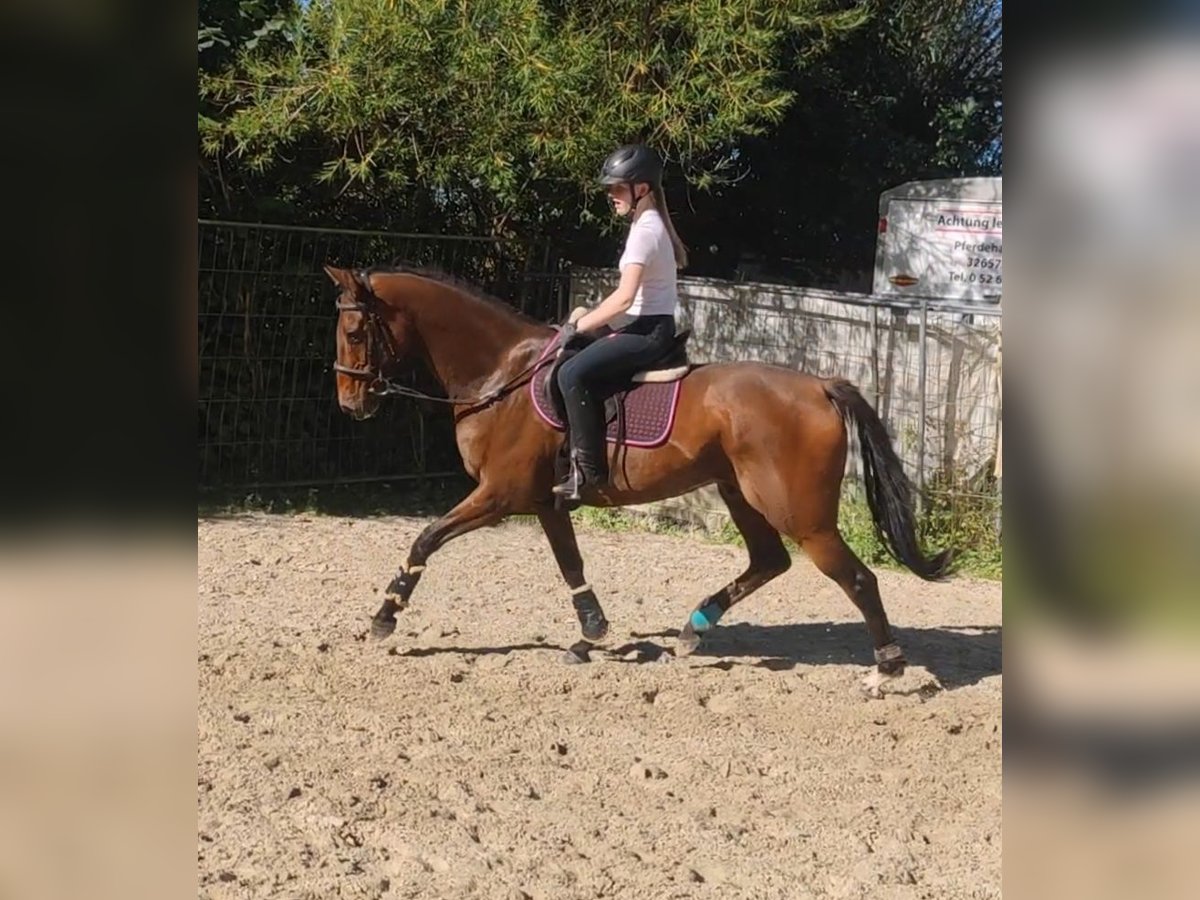 Hanoverian Gelding 8 years 17 hh Brown in Lage